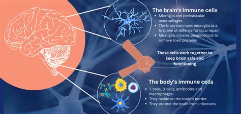 Beta Caryophyllene Effects on the Brain and Immune System.